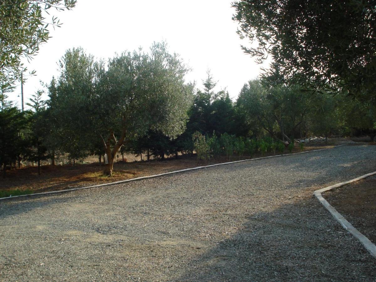 Country House In Olive Grove - Gerakini Guest House Exterior foto